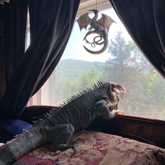 MY MANTRID - Picture 8 of 16